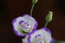 营养又方便制作的：百果养生茶图片