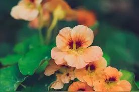 爱上你后，就会把你当亲人的星座，即便不爱了，也依然不会放手图片