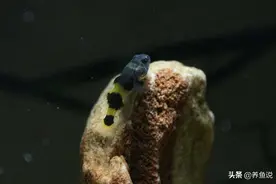 汽水鱼饲养的注意事项杂谈，鱼缸里养淡化的海水鱼，不要太简单图片