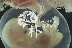 为了模拟胎盘发育，他们让干细胞“怀上了”图片