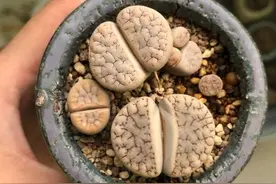 生石花价格贵，指甲大就要十多块，养护要细心，多晒太阳少浇水图片