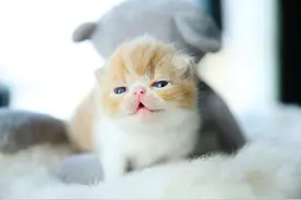 新手怎么喂养和训练两个月的小奶猫，最详细的教程来了图片