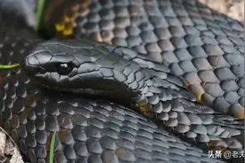 比黑曼巴更毒的“黑字辈”毒蛇——黑虎蛇，名气不大却更可怕图片