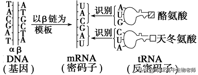 基因指导蛋白质的合成 高中生物重点知识梳理