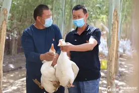 牧羊人变身家禽“养殖达人”孵化禽苗一年挣了近18万元图片