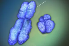 破获南医大命案和白银案都靠它，Y染色体父系遗传标记检测是什么技术？图片