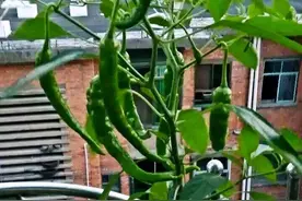 青椒与辣椒抗病虫害能力超强，初学者也很容易栽种成功图片