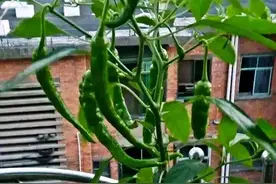 青椒与辣椒抗病虫害能力超强，初学者也很容易栽种成功图片