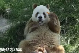 棕色大熊猫七仔的幸福生活 曾经那个“少年” 饭量不止有一丝丝改变图片
