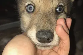 小狗上门求助，男子越养越“不对劲”，医生看后：不是狗图片