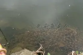 黑鱼的“悲哀”！为了孩子的安全，成了移动的酸菜鱼？图片