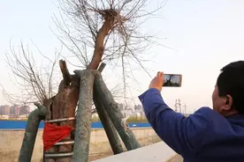 河南极其“特殊”钉子户，不是房屋却是棵树？连工程队都不敢动图片