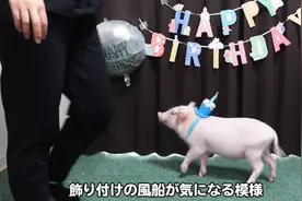 日本“萌宠博主”吃掉养大的迷你猪，全网愤怒后竟曝：骗你们的图片
