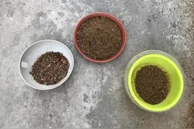 养花技巧：简单有效的扦插绝技，100％生根，学会了特方便图片