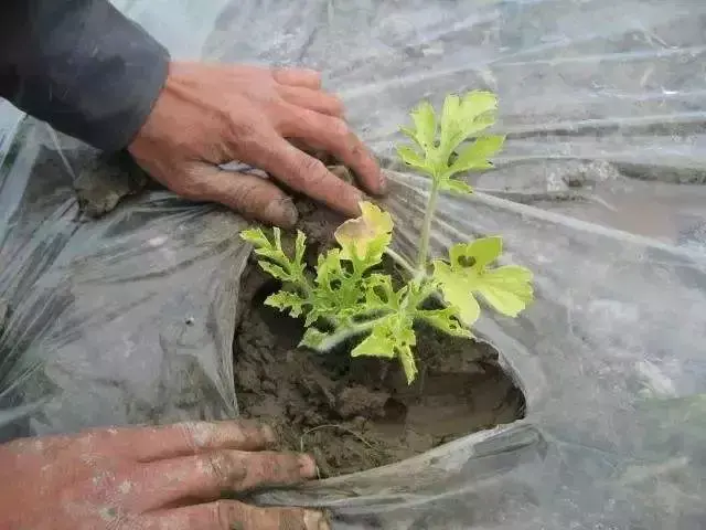 根部病害必须要灌根！但是这样灌根不仅没效果还有药害