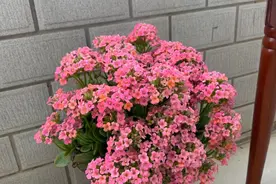 秋天的长寿花，这样养，株型饱满花苞满枝，开成“大圆球”图片