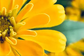 拍花之前，请先学会这几个“套路”图片