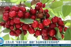 江苏人的“车厘子自由”来啦！多品种车厘子实现本地产图片
