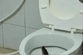 泰国消防站马桶惊现蟒蛇图片