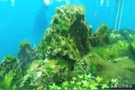 鱼缸长藻别头疼，3招帮你清洁鱼缸藻类，还你水清鱼靓的鱼缸图片