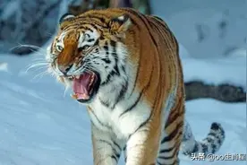 当年中国将5只华南虎放养到非洲大草原，它们后来怎么样了？图片