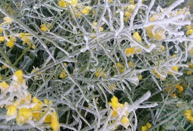 氨基酸水溶肥能防冻害？脯氨酸应用新方向-抗冻