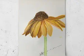 手绘简单又美丽的金光菊图片