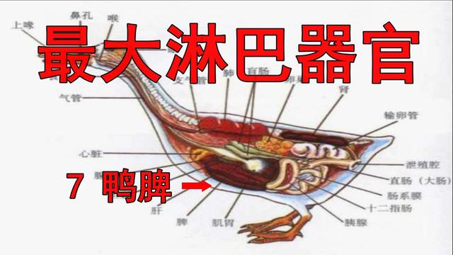 鸭子有十个地方毒素最重，不要随便吃，23年一级大厨专业详解