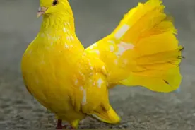 百年来，在我国灭绝的15种珍稀动物图片