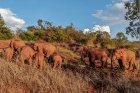 欺少怕多？为何可以麻醉独居大象，却坚决不能麻醉14头群居大象？图片