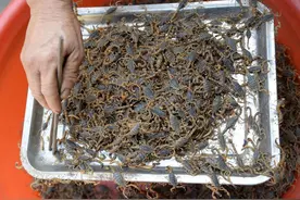 养蝎子三年多，我亏掉二十多万图片