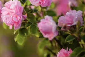 浓缩就是精华的大马士革玫瑰图片