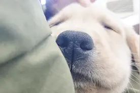 半夜狗狗突然嚎叫，是因为看见了不干净的东西？听听兽医怎么说