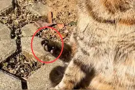 见流浪猫剪过指甲，问它家在哪里，猫咪听到后瞬间“哭了”图片