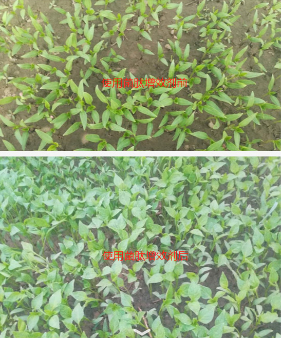 含氨基酸新型功能性生物肥：代替一切叶面肥药剂，顶替50斤复合肥