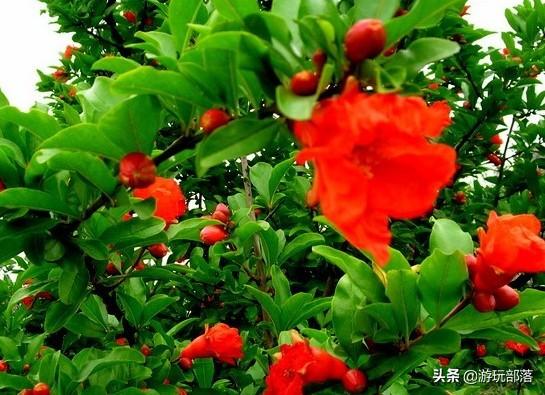 鍦版柟鐗逛骇---鏋ｅ簞姒村彾鑼? onerror=