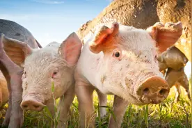 2021.6.21明日猪价！北方猪价强势上涨！新一轮大暴涨要来了？图片