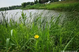芦苇荡里的野鸭蛋（童年往事）图片
