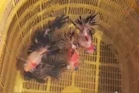 走向我们的小康生活 | 城北街道万新村：美丽金鱼游出致富路！图片