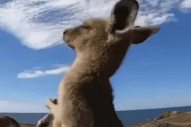各种表情包图片