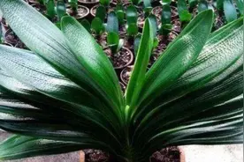 花肥不用买，教你在家制作“万能肥”，花卉长得旺、叶子绿图片