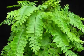 5种濒危植物，野外遇到了不要随意挖，一起看看都有哪些图片