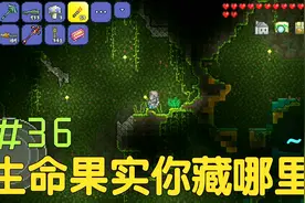 泰拉瑞亚1.3生存 36 寻遍整片丛林，一颗生命果实都没有