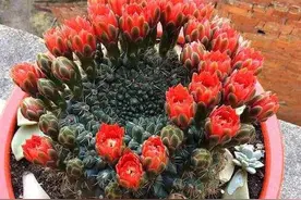 仙人球会开花，还特别漂亮！38种常见仙人球花名字送给你（收藏）图片