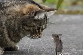 猫抓到老鼠后不吃，而是拿来玩耍，老鼠为什么不敢跑？图片