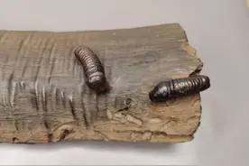 沙漠金刚专场入围作品展播图片