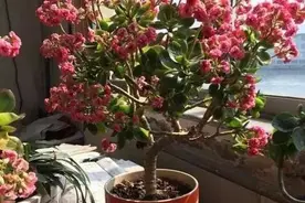 家里养长寿花，了解掌握几个要点，长成棒棒糖，花开满枝头图片