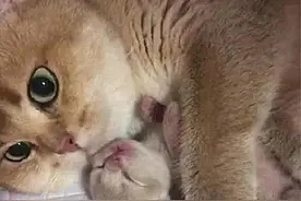 猫咪产下独子，主人假装将幼崽送人，低头看后却不忍心拿走了图片
