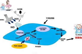 希爱力长期服用会不会对肝肾功能有影响？图片
