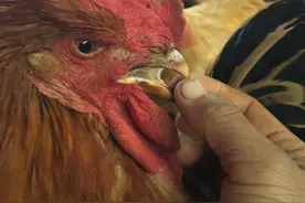 养鸡时，如果出现了这些症状，基本上就可以确诊“新城疫”了图片